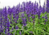 Salvia superba merlau blue